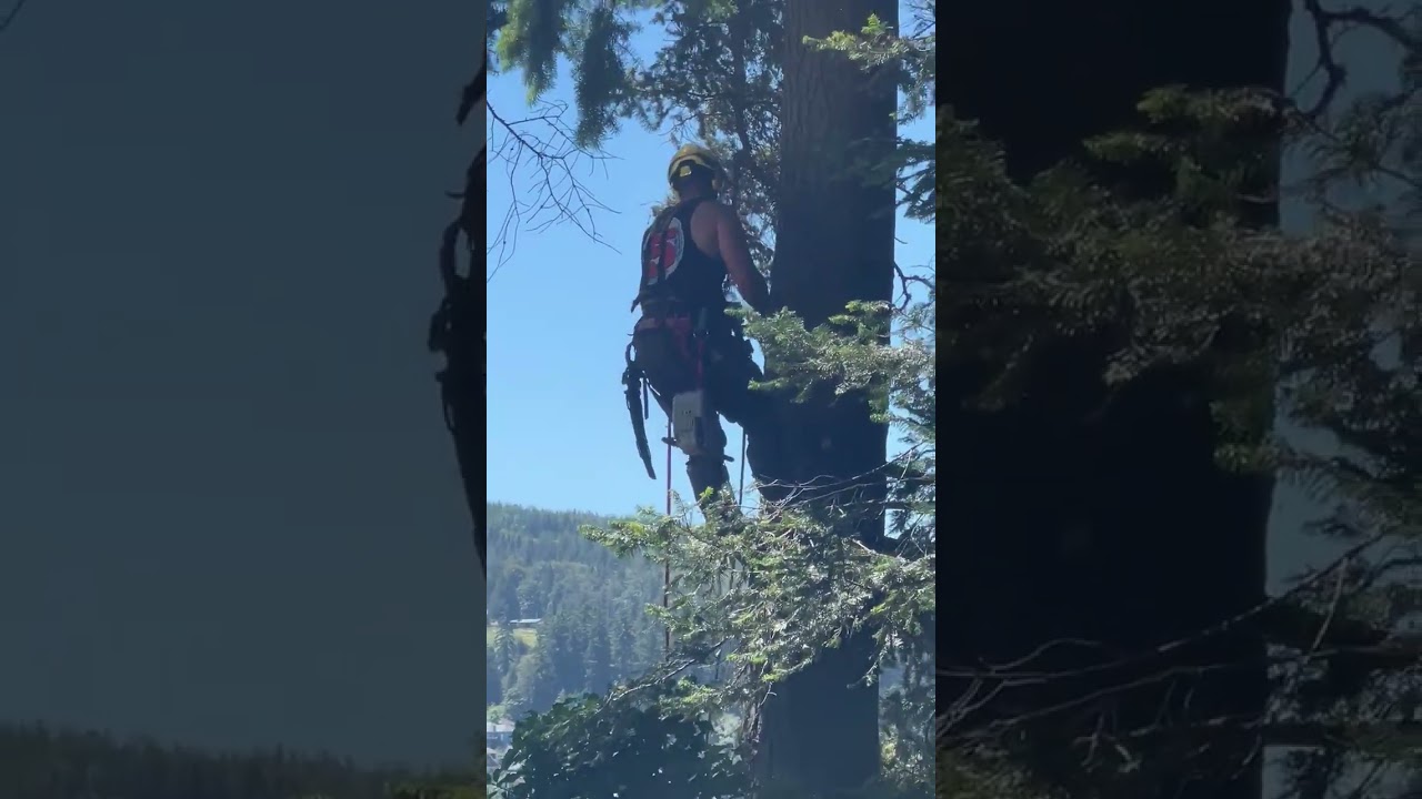 Tree Guys and Gals - tree removal services in Whatcom County