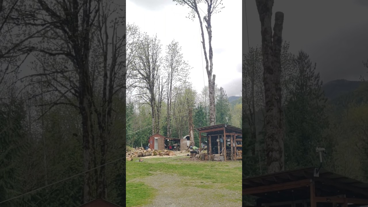 Tree removal