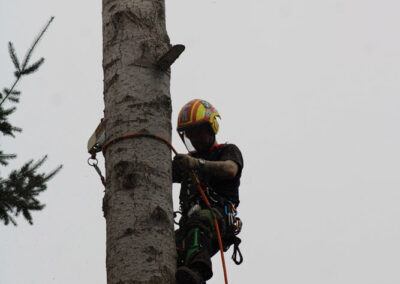 tree guy cutting through upper birch tree trunk