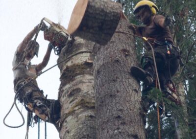 Log cutting
