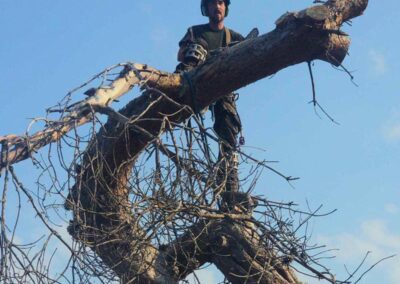 any-tree-type-removal