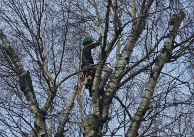 Arborist trimming a large tree in Bellingham, WA