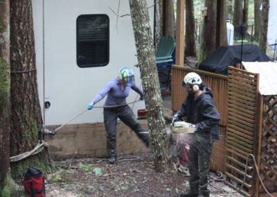 Tree removal service in Bellingham, WA