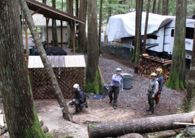 Best Tree removal service in Bellingham, WA