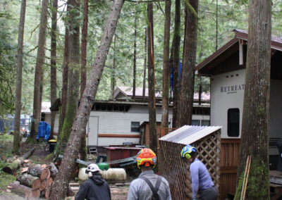 Professional Tree removal service in Bellingham, WA