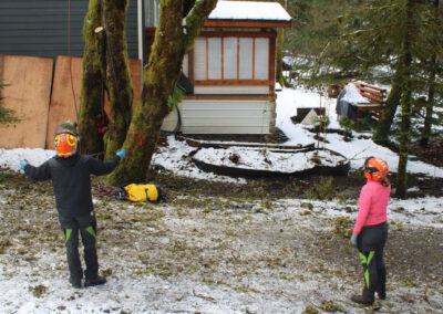Tree removal service in Bellingham, WA with professional arborists coordinating a safe residential tree removal