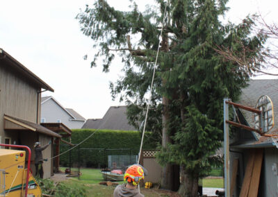 tree guy pulling tree down with rope