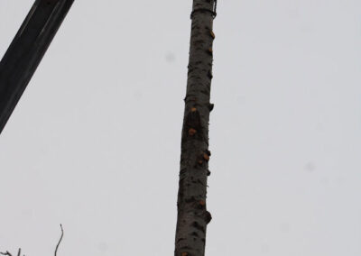crane holding tree top by chain