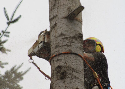 tree guy cutting tree and nearly through