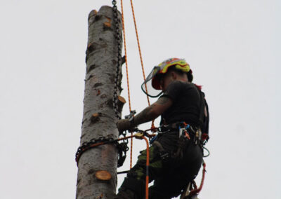 tree guy attaching chain to tree section