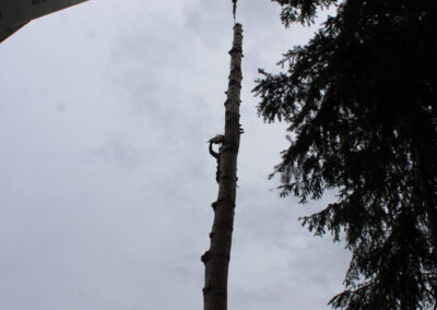 crane hooked onto top of tree