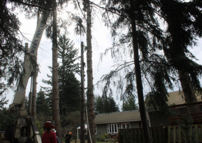 crane lifting into trees