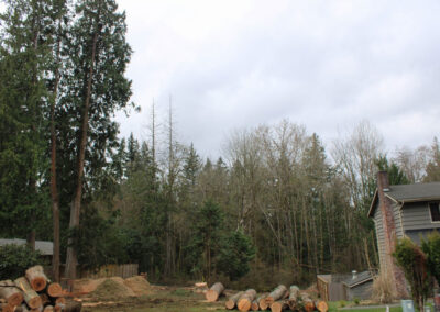 trees fully removed and logs stacked