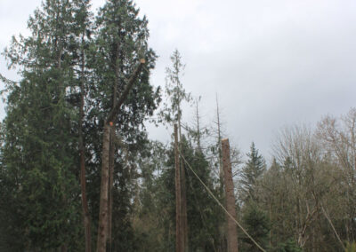 tree being cut down in sections