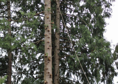 tree top removed tree guy cutting sections
