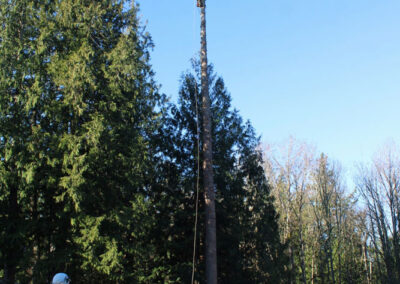 tree removal limbed safely