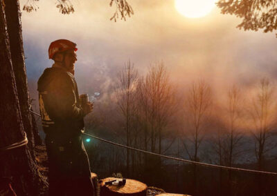 Tree Service Bellingham WA