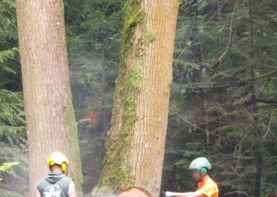large tree removal