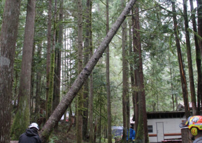 safe fallen tree removal