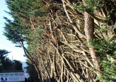 dense tree grove edge maintenance