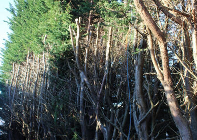 dense trees manicure