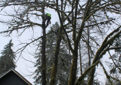 tree being safely removed away from roof