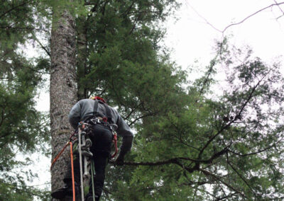 tree climbing