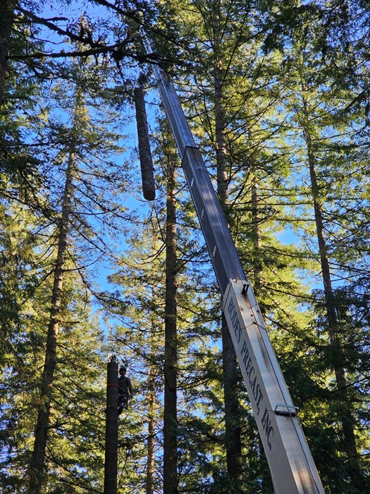 tree-removal-equipment