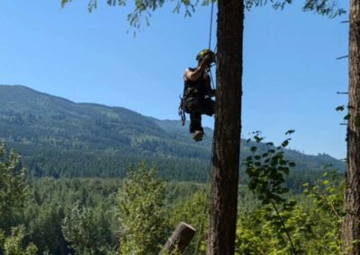 tree guy in harness repelling on tree