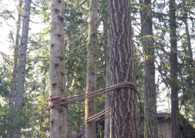 three trees bound together with ropes