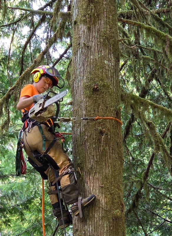 haley-tree-expert-up-tree