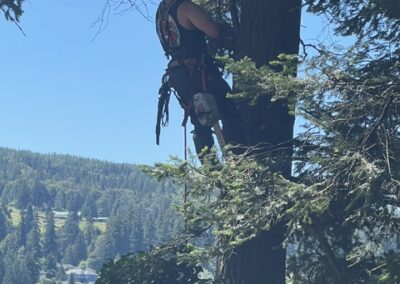 tree services Bellingham